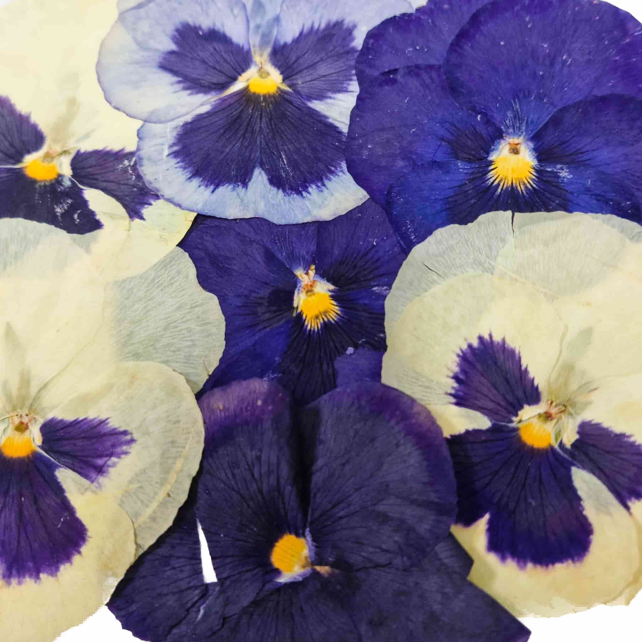 Edible Dried & Pressed Giant Pansies, 8 pieces - Image 3