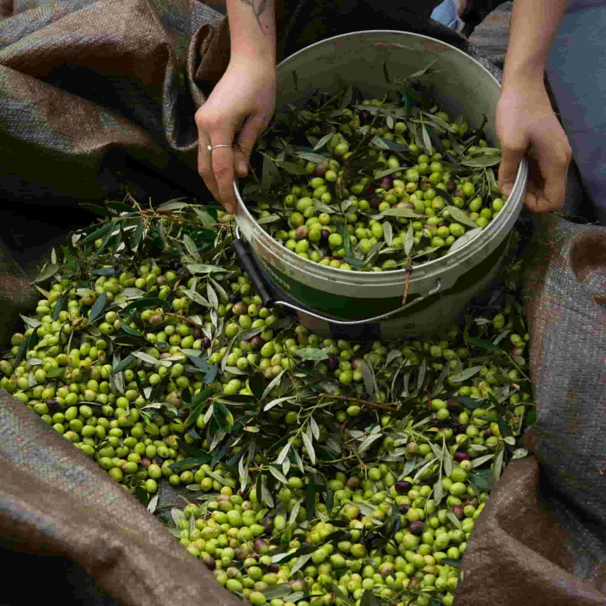 Honest Toil Extra Virgin Greek Olive Oil - Image 7